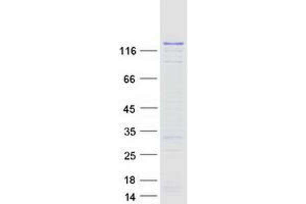 DNMT3A Protein (Transcript Variant 3) (Myc-DYKDDDDK Tag)