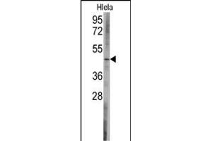 Western blot analysis of anti-BCL2L13 Antibody (C-term) (ABIN392360 and ABIN2841997) in Hela cell line lysates (35 μg/lane). (BCL2L13 抗体  (C-Term))