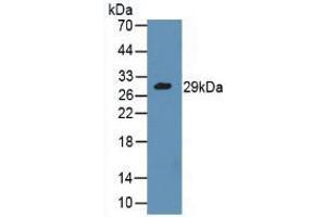 Western blot analysis of Mouse Kidney Tissue. (GZMA 抗体  (AA 29-260))