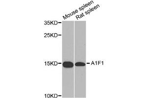 Western blot analysis of extracts of various cell lines, using AIF1 antibody (ABIN5970719) at 1/1000 dilution. (Iba1 抗体)