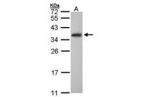Image no. 1 for anti-Oligodendrocyte Transcription Factor 1 (OLIG1) (AA 193-255) antibody (ABIN467475) (OLIG1 抗体  (AA 193-255))