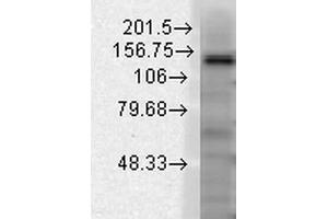 Western Blotting (WB) image for anti-Potassium Channel, Subfamily T, Member 1 (KCNT1) (AA 1168-1237) antibody (Atto 488) (ABIN2482918)