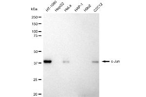 Western blotting analysis using c-Jun antibody (ABIN7799145).
