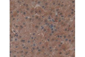 Used in DAB staining on fromalin fixed paraffin- embedded Kidney tissue (TRAP1 抗体  (AA 60-704))