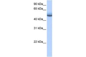 Western Blotting (WB) image for anti-Zinc Finger Protein 486 (ZNF486) antibody (ABIN2463449) (ZNF486 抗体)