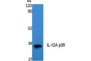 Western Blotting (WB) image for anti-Interleukin 12 alpha (IL12A) (Internal Region) antibody (ABIN3178121) (IL12A 抗体  (Internal Region))