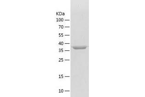 Western Blotting (WB) image for Hydroxyacid Oxidase 2 (HAO2) (AA 2-351) protein (His tag) (ABIN7289124) (Hydroxyacid Oxidase 2 (HAO2) (AA 2-351) protein (His tag))