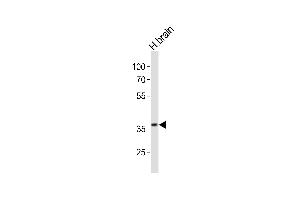 Western blot analysis of lysate from human brain tissue lysate , using UTF1 Antibody (Center) (ABIN6242684 and ABIN6577811). (UTF1 抗体  (AA 164-199))