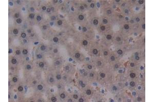 Immunohistochemistry (IHC) image for anti-Arginase (ARG) (AA 1-323) antibody (ABIN7427489)