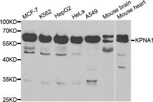 Western blot analysis of extracts of various cell lines, using KPNA1 antibody. (KPNA1 抗体  (AA 1-300))