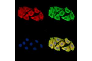 C1orf43 Antibody staining Hela cells by IF/ICC. (C1orf43 抗体)