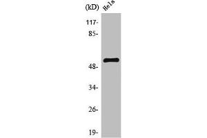 Western Blot analysis of HeLa cells using TFDP1 Polyclonal Antibody (DP1 抗体  (C-Term))