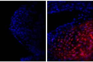 Frozen newborn mouse cartilage section was stained with Goat Anti-Type II Collagen-UNLB and DAPI. (COL2 抗体)