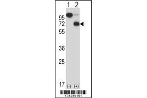 Western blot analysis of ARIH2 using rabbit polyclonal ARIH2 Antibody using 293 cell lysates (2 ug/lane) either nontransfected (Lane 1) or transiently transfected (Lane 2) with the ARIH2 gene. (ARIH2 抗体  (C-Term))