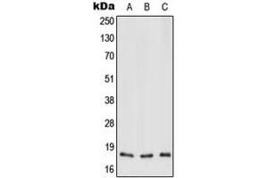 Western blot analysis of MT-ND3 expression in HEK293T (A), Raw264. (MT-ND3 抗体  (N-Term))
