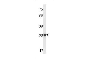 Mouse Olfr545 Antibody (ABIN658561 and ABIN2850506) western blot analysis in mouse liver tissue lysates (35 μg/lane). (Olfr545 抗体  (C-Term))