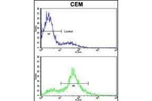Flow cytometric analysis of CEM cells using EphA4 Antibody (N-term) (bottom histogram) compared to a negative control cell (top histogram). (EPH Receptor A4 抗体  (N-Term))