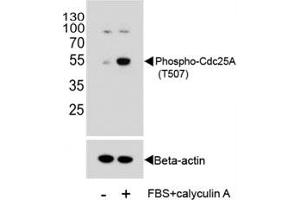 Western blot analysis of extracts from HeLa cells, untreated or treated with Calyculin A, using phospho-Cdc25A antibody. (CDC25A 抗体  (pThr507))