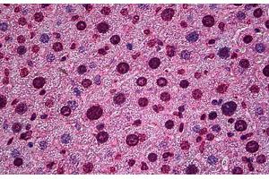 Mouse Liver: Formalin-Fixed, Paraffin-Embedded (FFPE) (HES5 抗体  (AA 83-95))