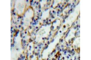 IHC-P analysis of Spleen tissue, with DAB staining. (IL27 Receptor alpha 抗体  (AA 117-350))