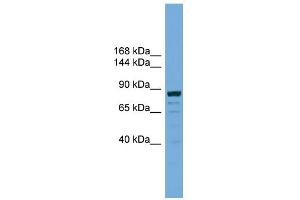 WB Suggested Anti-ATG9B Antibody Titration: 0. (ATG9B 抗体  (C-Term))