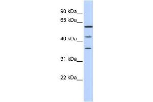 Western Blotting (WB) image for anti-PHD Finger Protein 23 (PHF23) antibody (ABIN2459473) (PHF23 抗体)