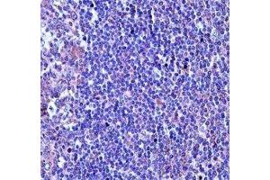 TUBA4A antibody immunohistochemistry analysis in formalin fixed and paraffin embedded human tonsil tissue. (TUBA4A 抗体  (AA 417-446))