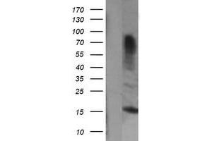 Image no. 1 for anti-Growth Arrest and DNA-Damage-Inducible, gamma (GADD45G) antibody (ABIN1497602) (GADD45G 抗体)
