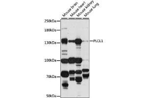 Western blot analysis of extracts of various cell lines, using PLCL1 antibody (ABIN6293909) at 1:1000 dilution. (PLCL1 抗体)