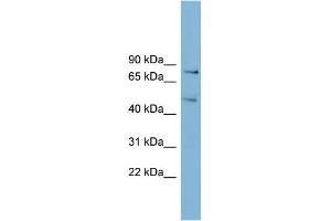 WB Suggested Anti-BOP1 Antibody Titration:  0. (BOP1 抗体  (N-Term))