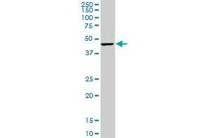 Western Blotting (WB) image for anti-Cytidine Monophosphate N-Acetylneuraminic Acid Synthetase (CMAS) (AA 164-264) antibody (ABIN466224) (CMAS 抗体  (AA 164-264))