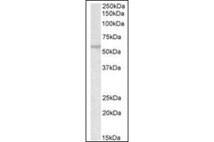 Staining of Mouse Testis lysate (35µg protein in RIPA buffer) using TRIM69 antibody at 0. (TRIM69 抗体  (C-Term))
