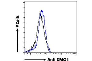 ABIN6391342 Flow cytometric analysis of paraformaldehyde fixed U251 cells (blue line), permeabilized with 0. (IFT74 抗体)