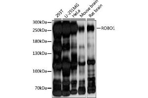 Western blot analysis of extracts of various cell lines, using ROBO1 antibody (ABIN7270110) at 1:1000 dilution. (ROBO1 抗体  (AA 1452-1651))