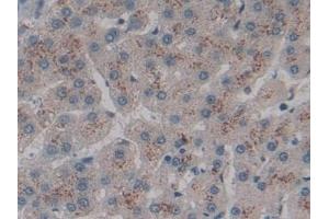 Immunohistochemistry (IHC) image for anti-C-Type Lectin Domain Family 10, Member A (CLEC10A) (AA 71-239) antibody (ABIN7441910)