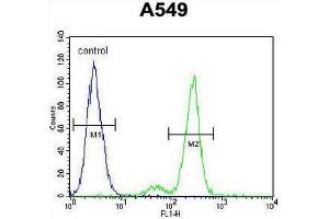 CE164 Antibody (N-term) flow cytometric analysis of A549 cells (right histogram) compared to a negative control cell (left histogram). (CEP164 抗体  (N-Term))