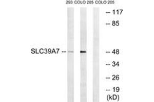 Western blot analysis of extracts from 293/COLO cells, using SLC39A7 Antibody. (SLC39A7 抗体  (AA 131-180))