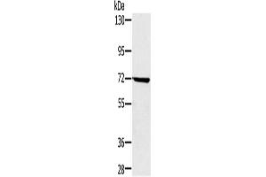 Western Blotting (WB) image for anti-Nucleoporin 85kDa (NUP85) antibody (ABIN2423953) (NUP85 抗体)
