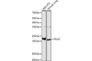 Western blot analysis of extracts of various cell lines, using RhoA antibody (ABIN6134426, ABIN6146932, ABIN6146933 and ABIN6218128) at 1:1000 dilution. (RHOA 抗体  (C-Term))
