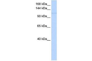 Western Blotting (WB) image for anti-Neural Precursor Cell Expressed, Developmentally Down-Regulated 9 (NEDD9) (Middle Region) antibody (ABIN634649)