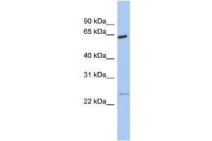 WB Suggested Anti-PCTK1 Antibody Titration:  0. (CDK16 抗体  (N-Term))