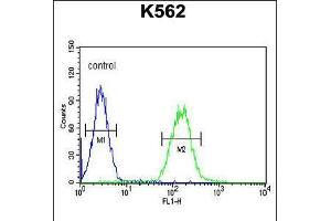 Flow cytometric analysis of K562 cells (right histogram) compared to a negative control cell (left histogram). (CNGA2 抗体  (N-Term))