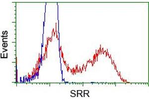 Flow Cytometry (FACS) image for anti-Serine Racemase (SRR) antibody (ABIN1501137) (SRR 抗体)