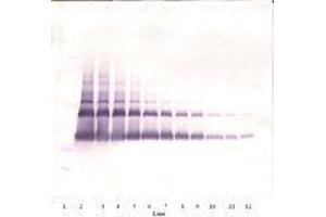 Image no. 2 for anti-Vascular Endothelial Growth Factor A (VEGFA) antibody (ABIN465403) (VEGFA 抗体)