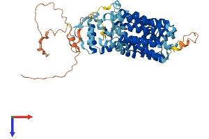 SVOP Protein (AA 1-548) (His tag)