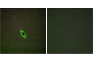 Immunofluorescence analysis of HepG2 cells, using GRAA Antibody. (GZMA 抗体  (AA 61-110))