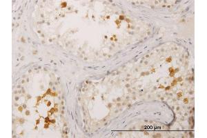 Immunoperoxidase of monoclonal antibody to BOLL on formalin-fixed paraffin-embedded human testis. (BOLL 抗体  (AA 185-283))