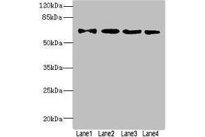 Western blot All lanes: ZNF324antibody at 1. (ZNF324 抗体  (AA 1-270))