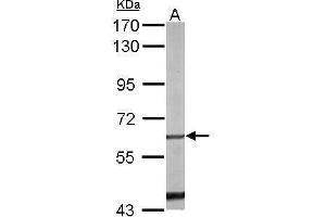 WB Image Sample (50 ug of whole cell lysate) A: mouse liver 7. (NR4A1 抗体  (C-Term))