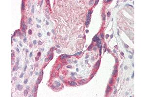 Anti-Fibulin-3 / EFEMP1 antibody IHC staining of human placenta.